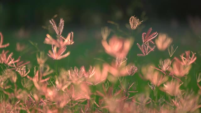 草花田在风，美丽的自然在乡村，阳光在草坪草地，风吹在绿色的田野美丽，紫色的植物花清新和放松的时间在牧场视频素材