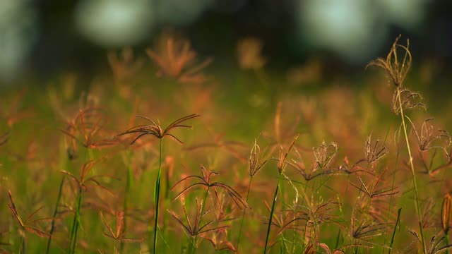 草花田在风，美丽的自然在乡村，阳光在草坪草地，风吹在绿色的田野美丽，紫色的植物花清新和放松的时间在牧场视频素材