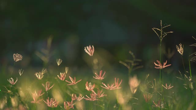 草花田在风，美丽的自然在乡村，阳光在草坪草地，风吹在绿色的田野美丽，紫色的植物花清新和放松的时间在牧场视频素材