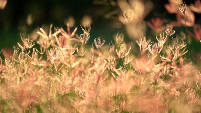 草花田在风，美丽的自然在乡村，阳光在草坪草地，风吹在绿色的田野美丽，紫色的植物花清新和放松的时间在牧场视频素材