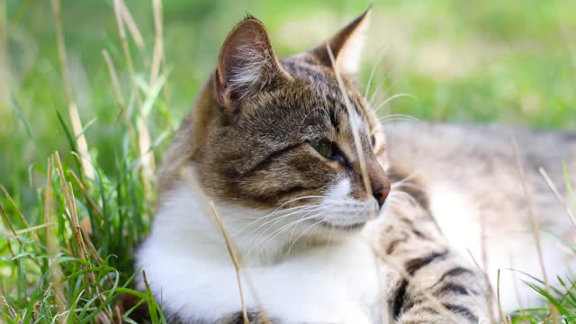 一只成年虎斑猫躺在花园或公园的新鲜草地上享受休息。外面阳光明媚的天气视频素材