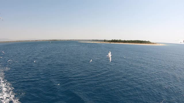 夏日里，希腊萨索斯岛天空中飞翔的海鸥视频素材