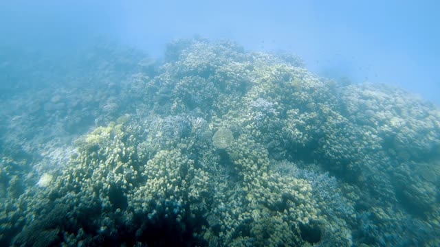 热带鱼和珊瑚礁。一个温暖的海洋。潜水。视频素材