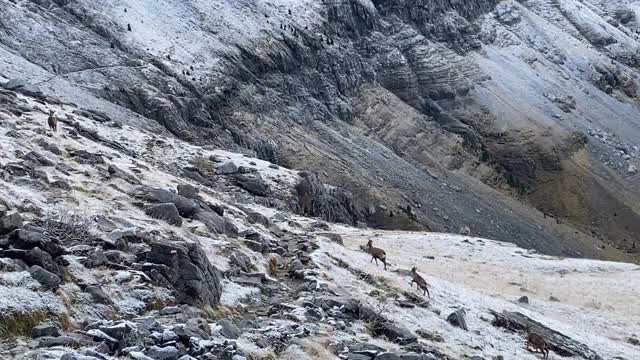 雪后的野生动物在奥德萨国家公园与比利牛斯山在秋天。西班牙。雷贝卡在皮里尼奥阿拉贡内华达的奥尔德萨山谷。视频素材