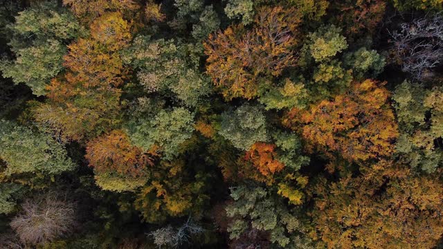 秋天森林鸟瞰图。秋季林地，自然全景。高质量4k镜头视频素材