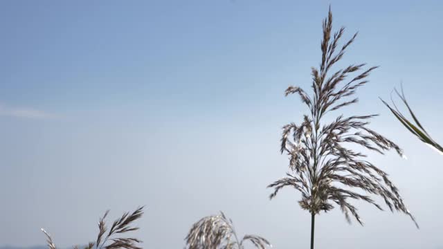 芦苇在风中摇曳/韩国视频素材