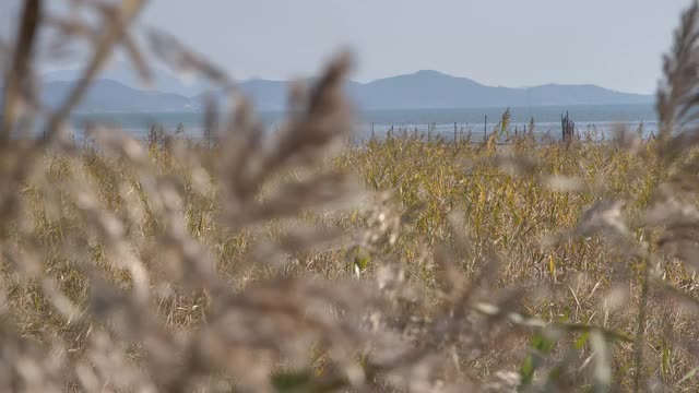 芦苇在风中摇曳/韩国视频素材