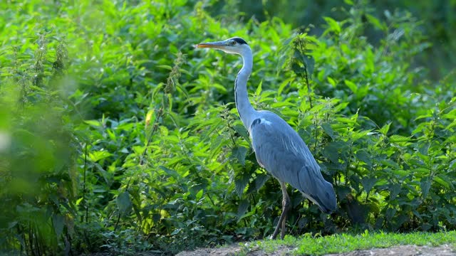 苍鹭，Ardea cinerea，在春天视频素材