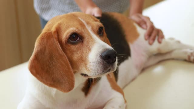 贝格尔犬躺在病床上兽医动物诊所。视频素材