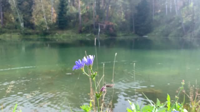 脆弱的花在湖边。视频下载