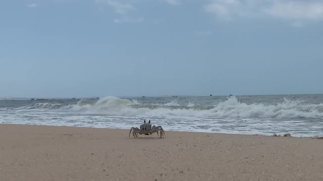 海滩上的螃蟹。视频下载