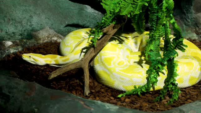 缅甸蟒(python bivittatus albina)是世界上最大的蛇类之一。它原产于东南亚的大片地区，但在其他地方被发现是一种入侵物种。视频素材