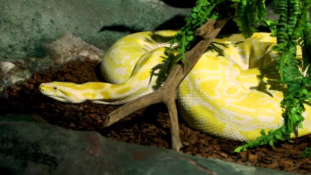 缅甸蟒(python bivittatus albina)是世界上最大的蛇类之一。它原产于东南亚的大片地区，但在其他地方被发现是一种入侵物种。视频素材