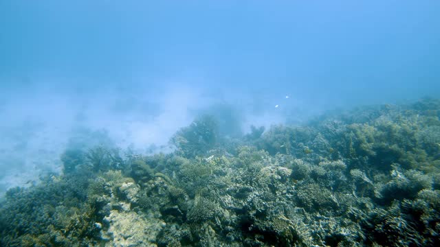 海洋生态系统水下景观/蓝色海洋海洋中的野生自然视频素材