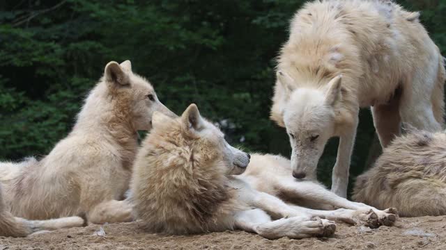 北极狼(Canis lupus arctos)，也被称为白狼或极地狼视频素材