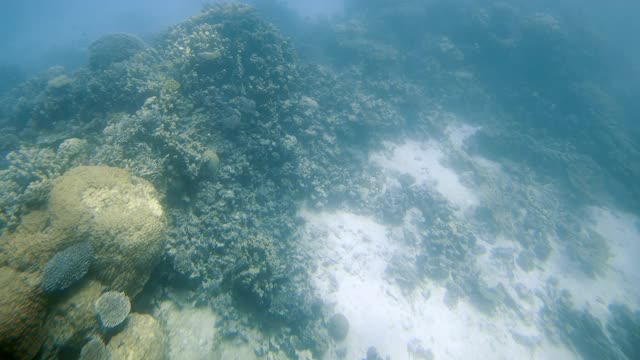 热带鱼海洋生物珊瑚礁。视频素材