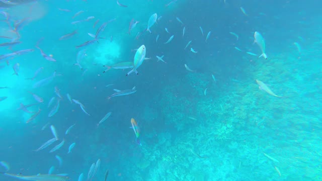 热带鱼海洋生物珊瑚礁。视频素材