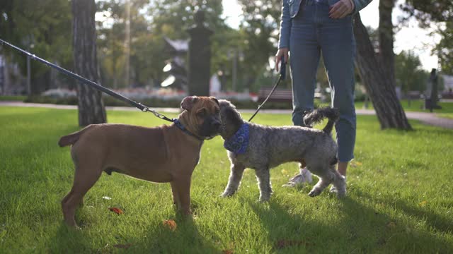 好奇的法国斗牛犬和灰色狮子狗在草地上奔跑玩耍，而它们的主人在一旁看着它们视频素材