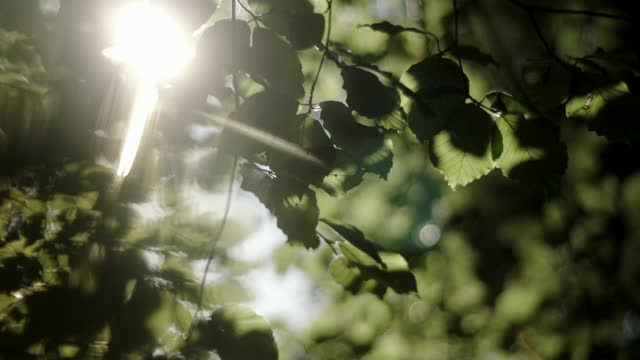 选择性聚焦镜头耀斑近距离观察森林视频素材