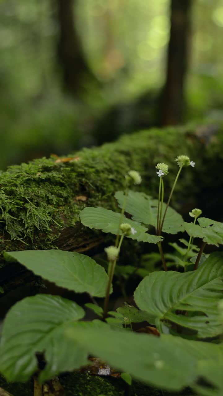 垂直拍摄的野生绿色植物与鲜花盛开在热带森林。茂密的树叶植物群生长在丛林中覆盖在树皮上的苔藓附近。绿色植物的自然背景。视频素材