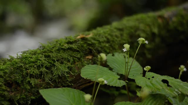 近距离观察热带森林中盛开的野生绿色植物。茂密的树叶植物群生长在丛林中覆盖在树皮上的苔藓附近。绿色植物的自然背景。视频素材