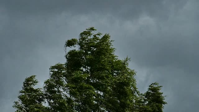 在暴风雨的天空下，桦树在飓风中摇摆视频下载