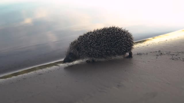 一只野生刺猬在河边的海滩上散步视频素材