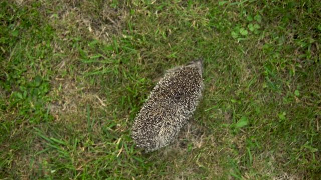 真正的野生刺猬走在草地上从上面看视频素材