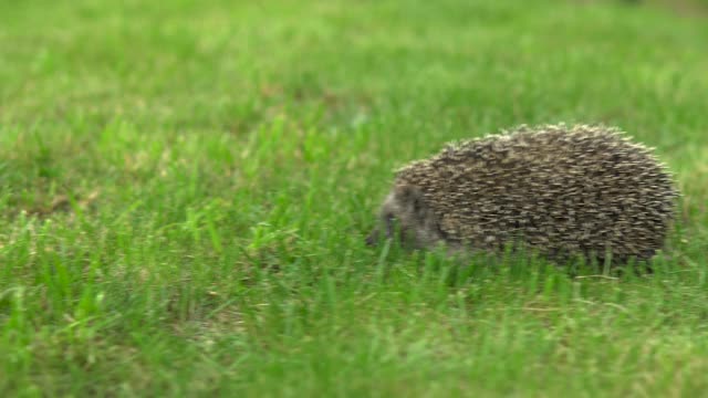 野生刺猬在绿草上奔跑视频素材