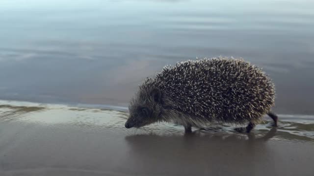 一只野生刺猬在河边的海滩上散步视频素材