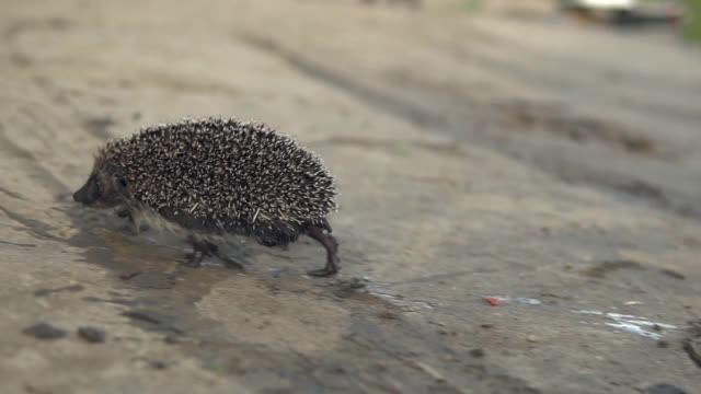 野生刺猬在沙滩上奔跑。缓慢的运动。视频素材