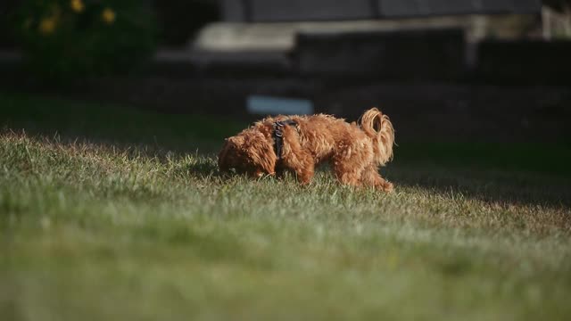 小狗在草地上玩耍视频素材