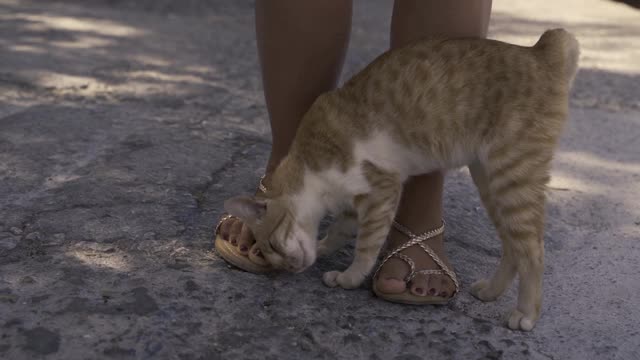 希腊，罗兹岛:动物们表达爱意。猫猫友好的肢体语言。可爱和可爱的猫玩陌生人在街上。猫用脚蹭脸。视频素材