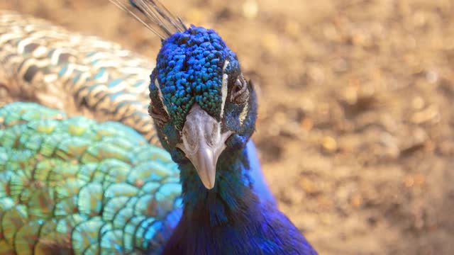 印度孔雀(Pavo cristatus)，也被称为普通的孔雀，和蓝色的孔雀，是一种原产于印度次大陆的孔雀物种。视频素材