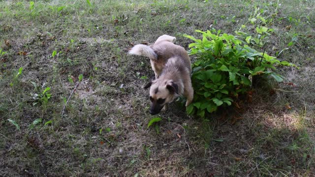 小杂种高级犬在灌木丛下撒尿视频素材