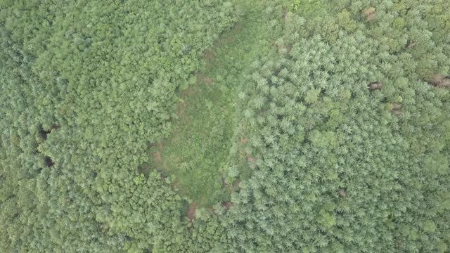 茂密的森林/洪川枪，江原道，韩国视频素材