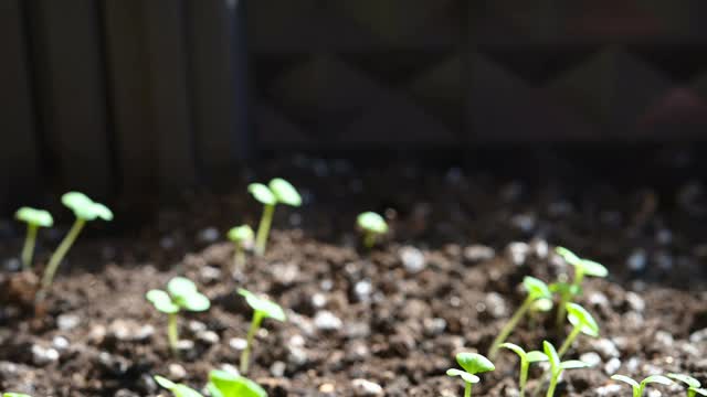 潘景近距离观察刚刚从土壤中生长出来的新植物视频素材