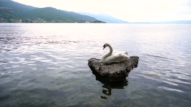 美丽的天鹅在湖与日落在山上视频素材