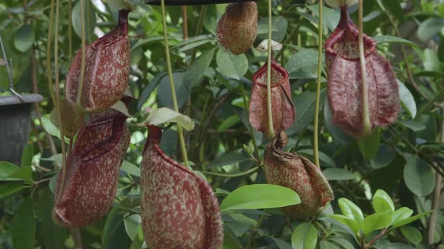 食肉类植物视频下载