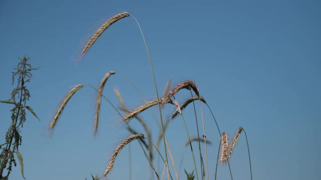 在一个阳光明媚的日子里，麦田里的麦穗近距离观察视频素材