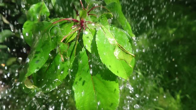 大水滴落在叶子上视频素材