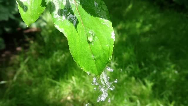 大水滴落在叶子上视频素材