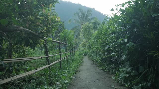 热带花园前青山。慢动作视频素材