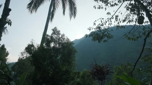 热带花园前青山。慢动作视频素材