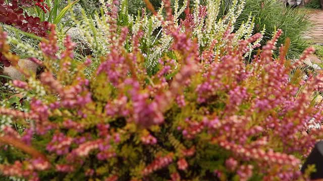 鲜艳多彩的石南花、Calluna vulgaris和猫。天然紫罗兰，粉红色，红色，白色石南花。视频素材