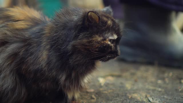 一幅对着摄像机的街猫的肖像视频素材