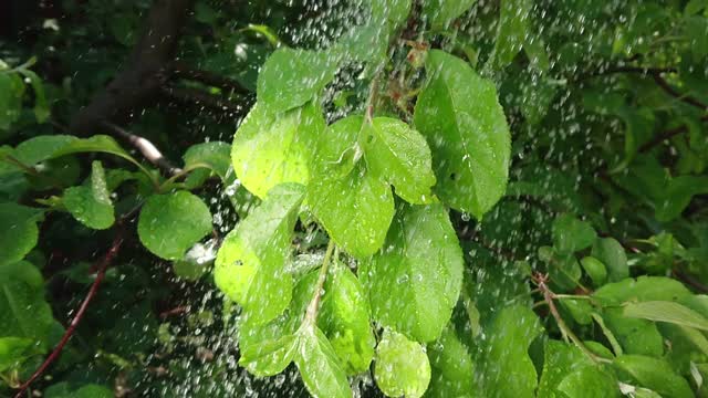 雨滴落在树叶上，动作缓慢视频素材