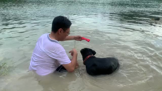 狗在湖里游泳，取一个被成年人扔的玩具。运动的狗。视频素材