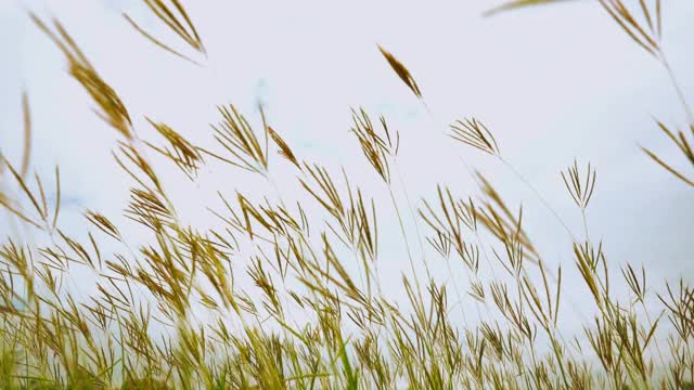 慢动作草风天空背景视频素材