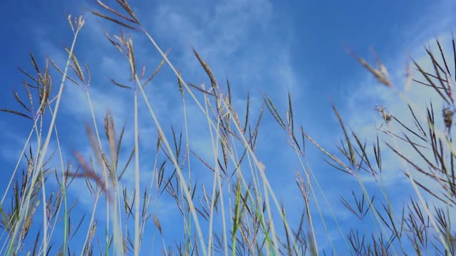 慢动作草风天空背景视频素材